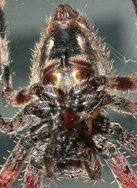 Hentz's Orbweaver